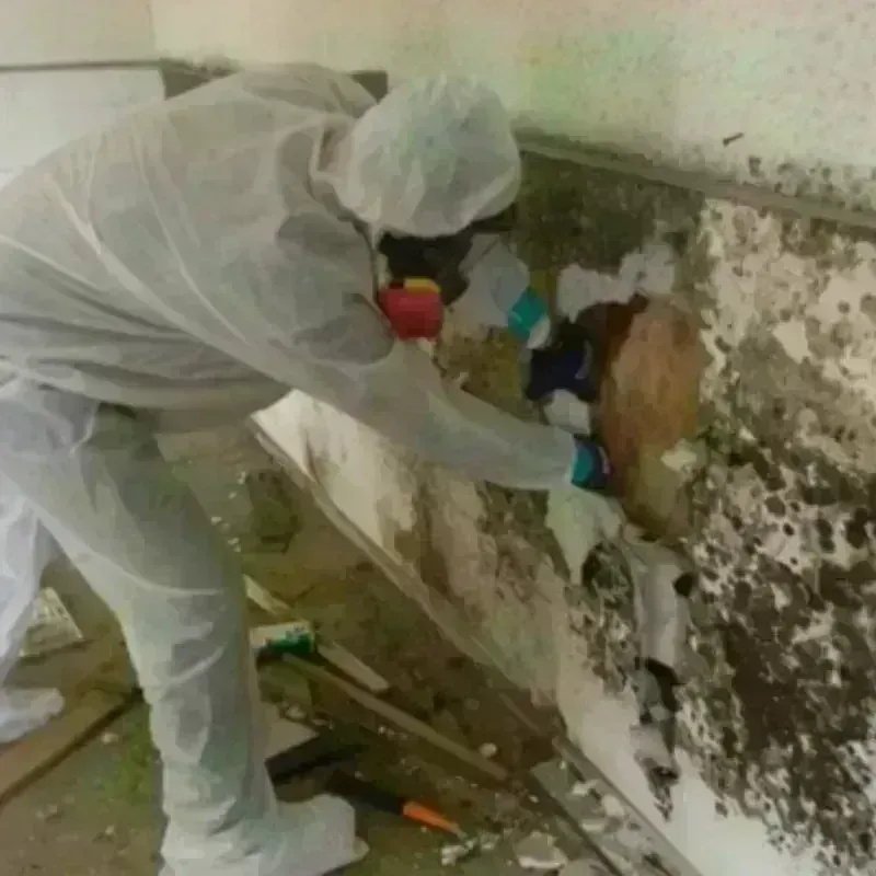 Mold Remediation and Removal in Midland County, MI